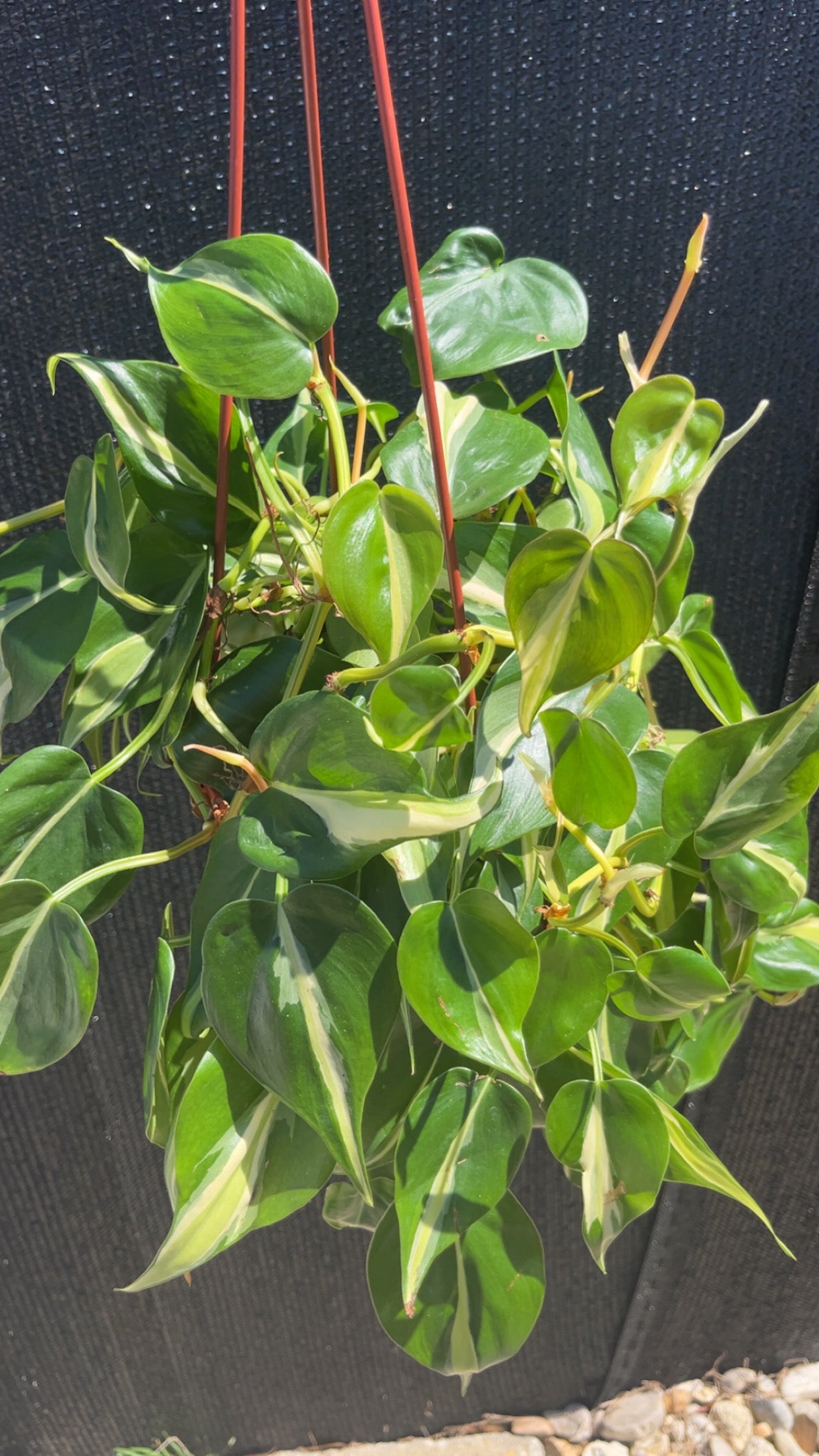 Philodendron Rio 6 inch