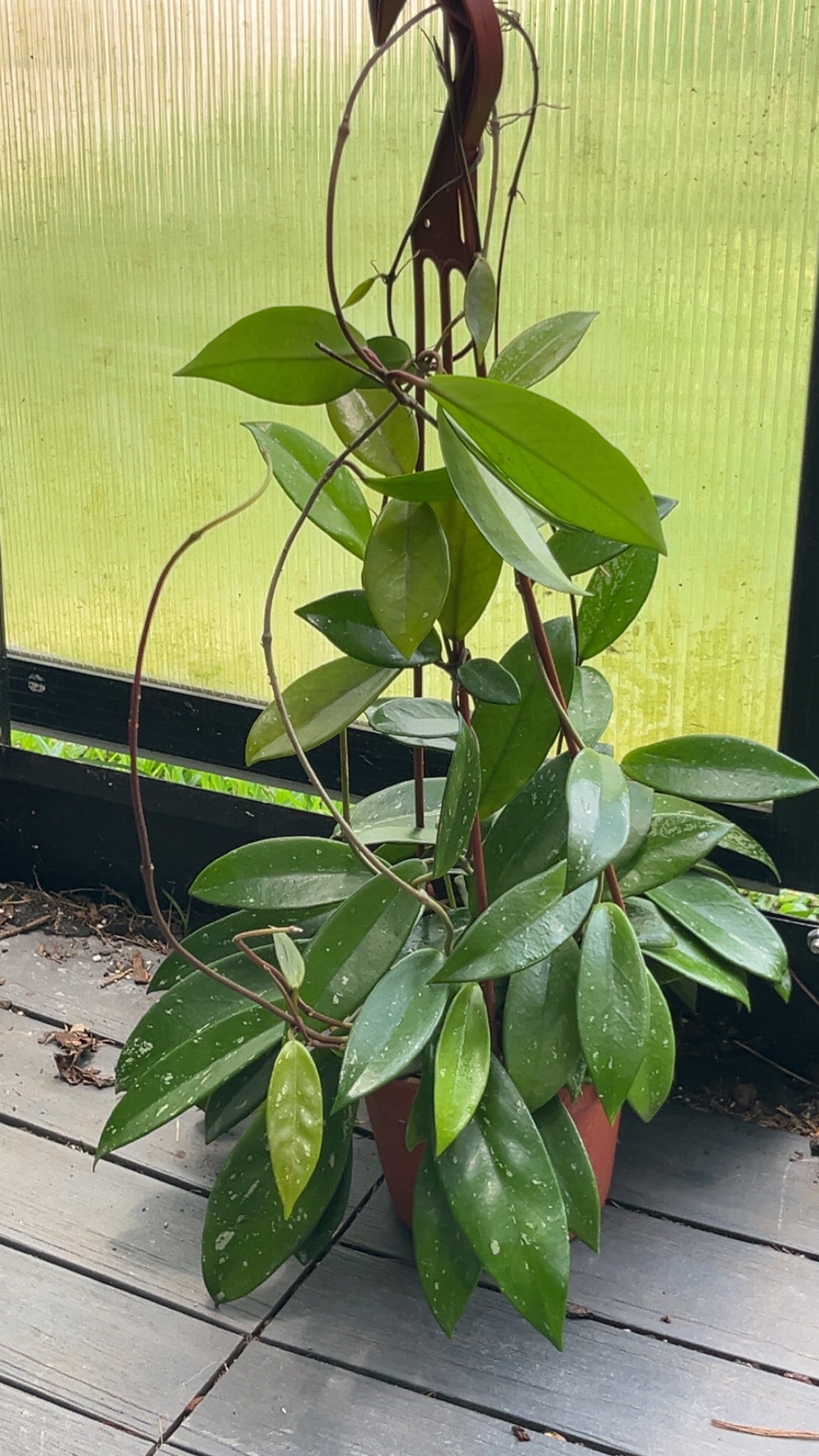 Hoya Splash 6 inch hanging pot