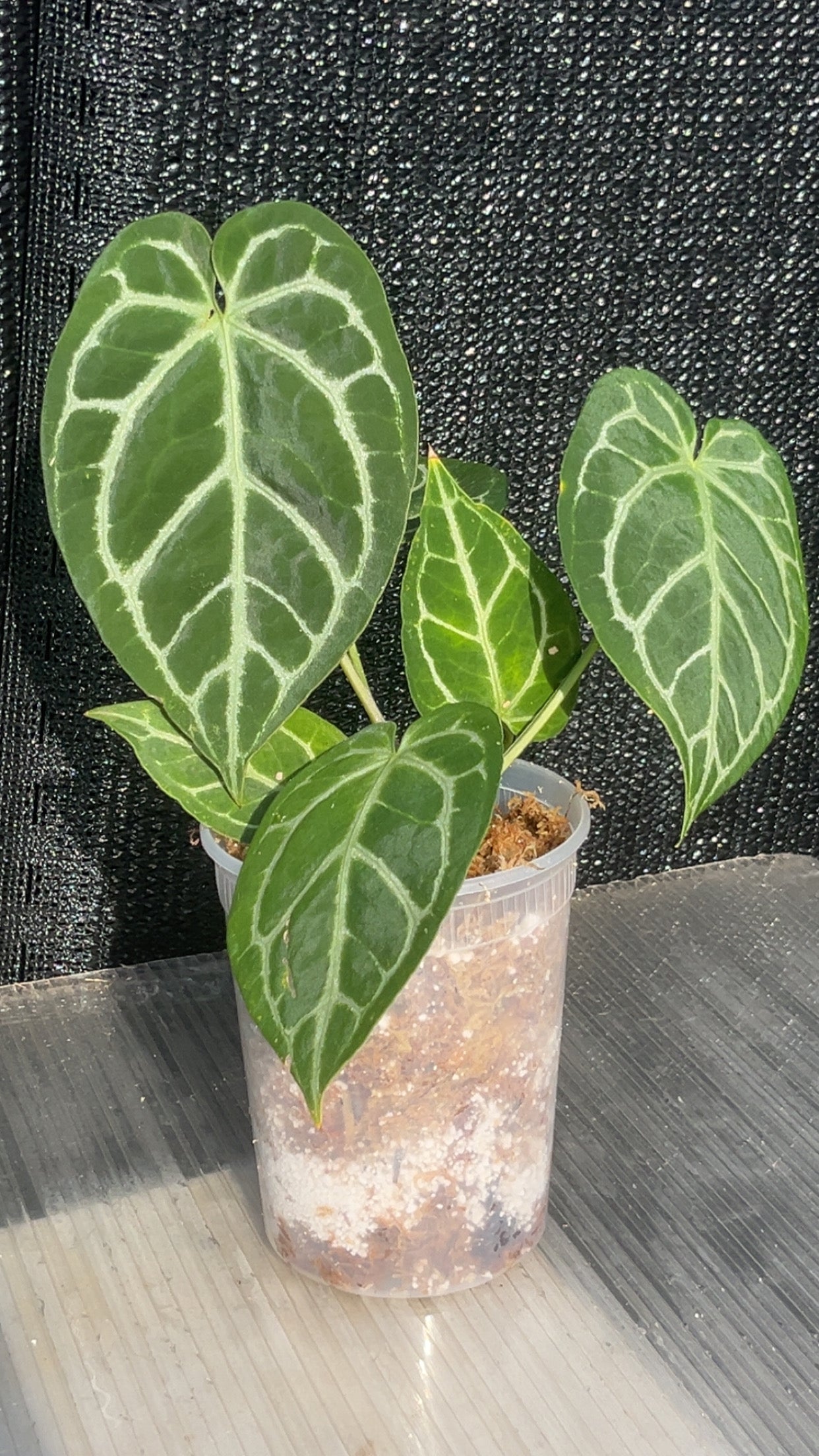 Anthurium Crystallinum