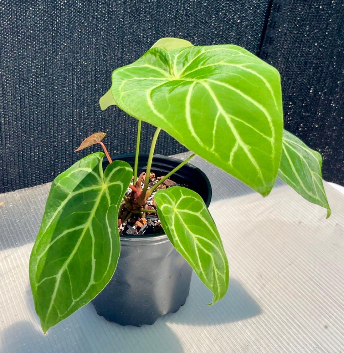 Anthurium Magnificum Large 10 inch pot