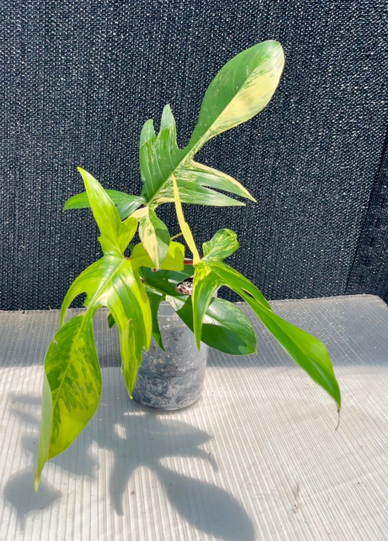 Philodendron Florida Beauty Variegated