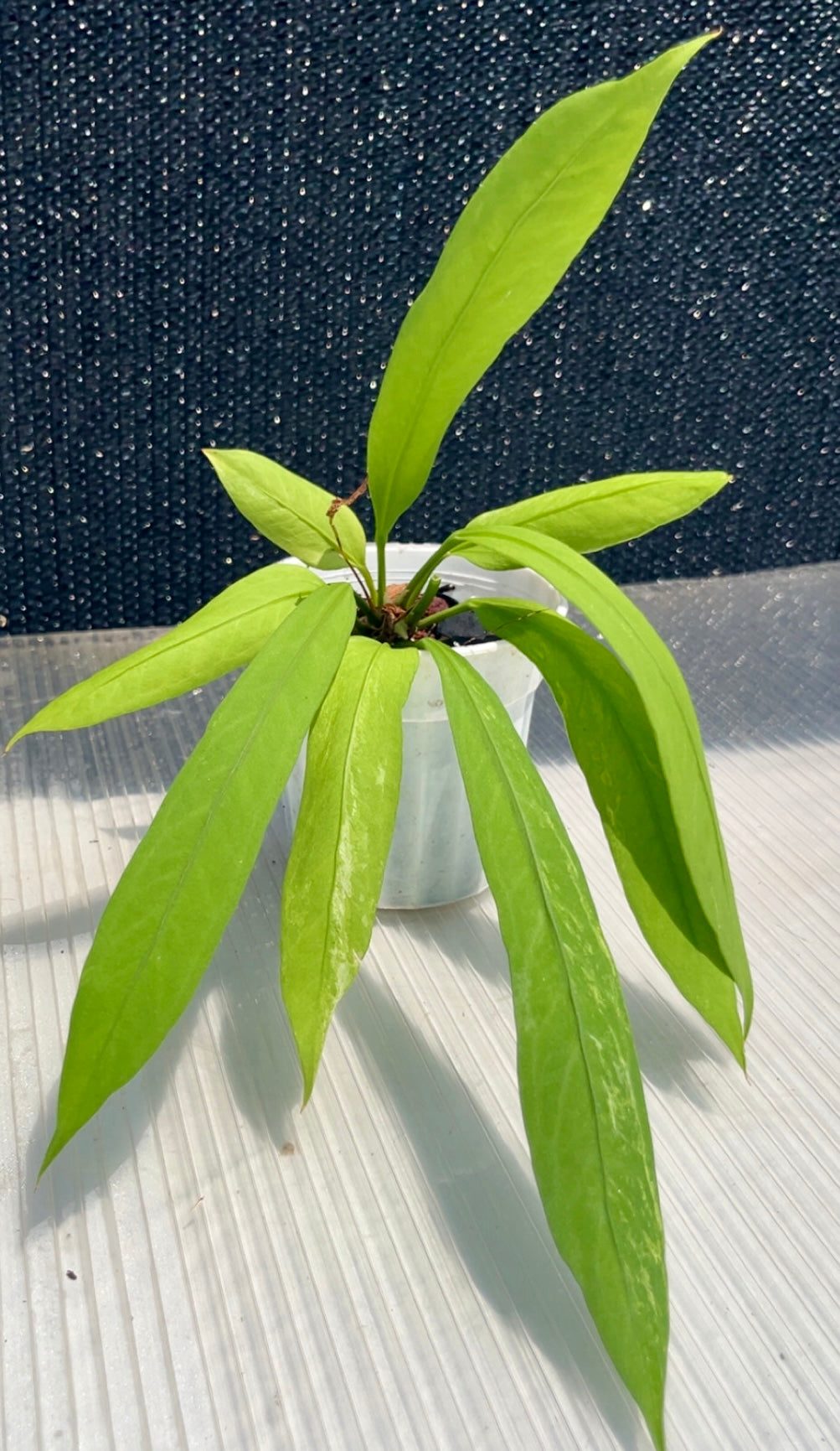 Anthurium Pendulifolium (slight variegation)