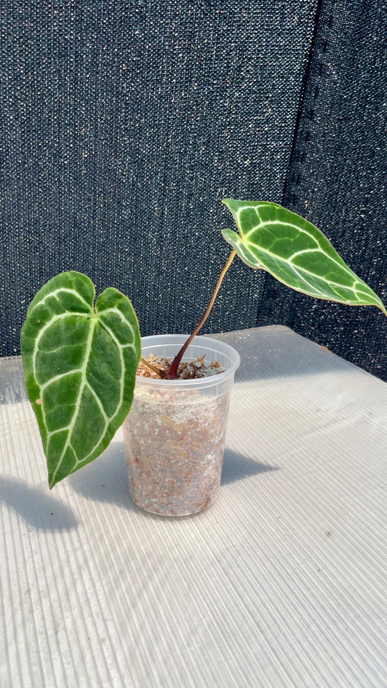 Anthurium Crystallinum Red Stem