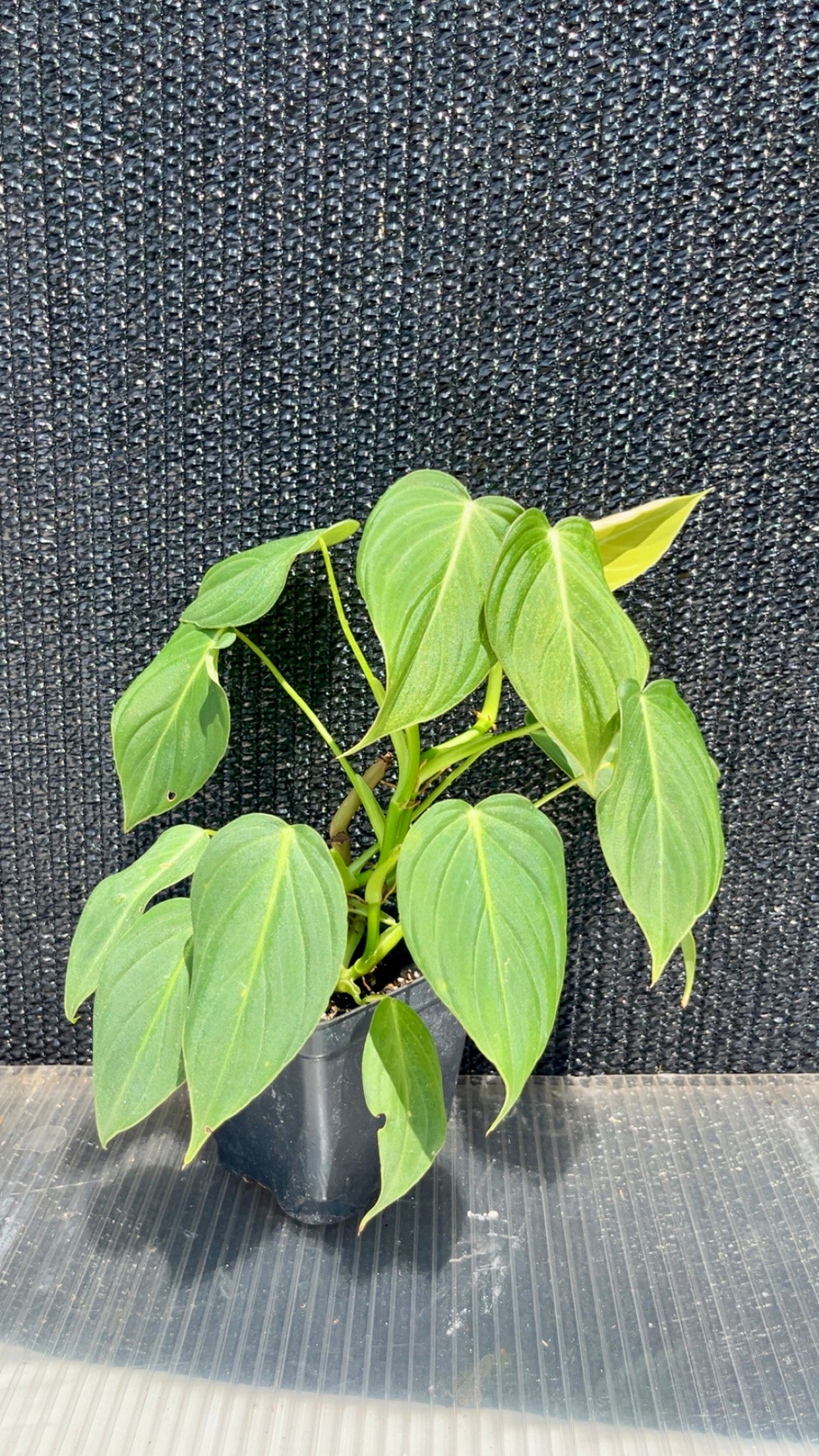 Philodendron Melanonchrysum