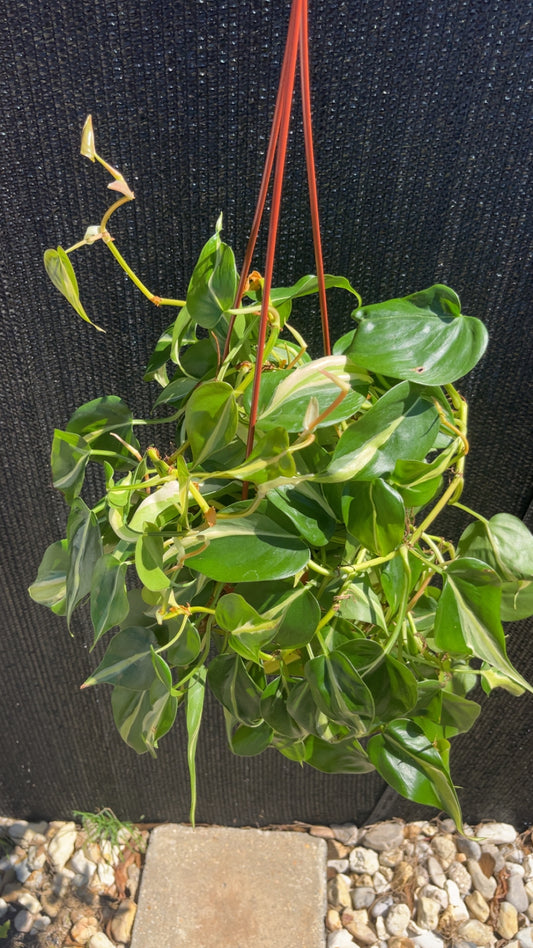 Philodendron Rio 6 inch
