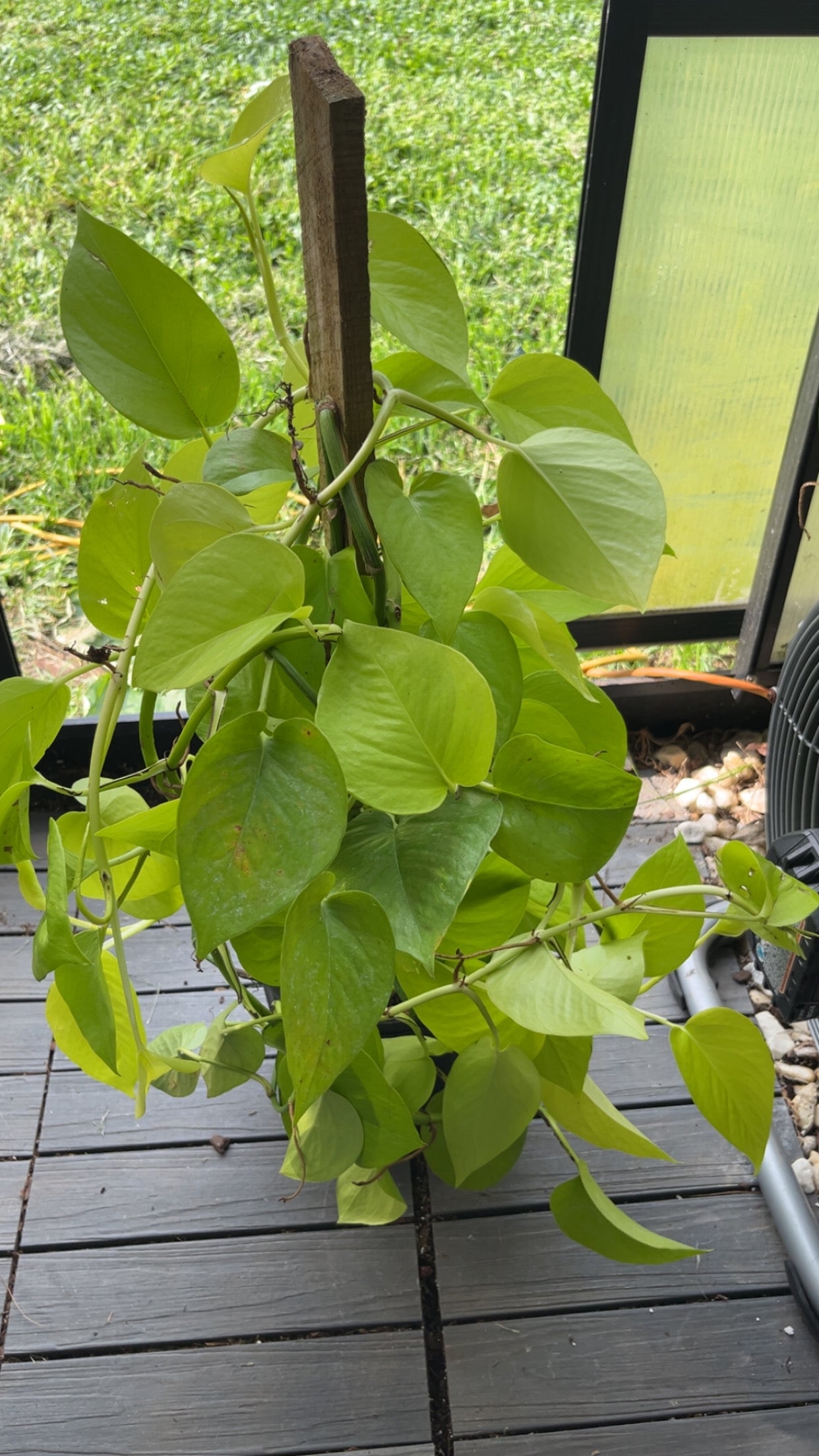 Neon Pothos on a Pole