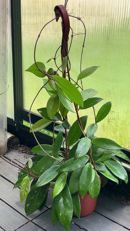 Hoya Splash 6 inch hanging pot