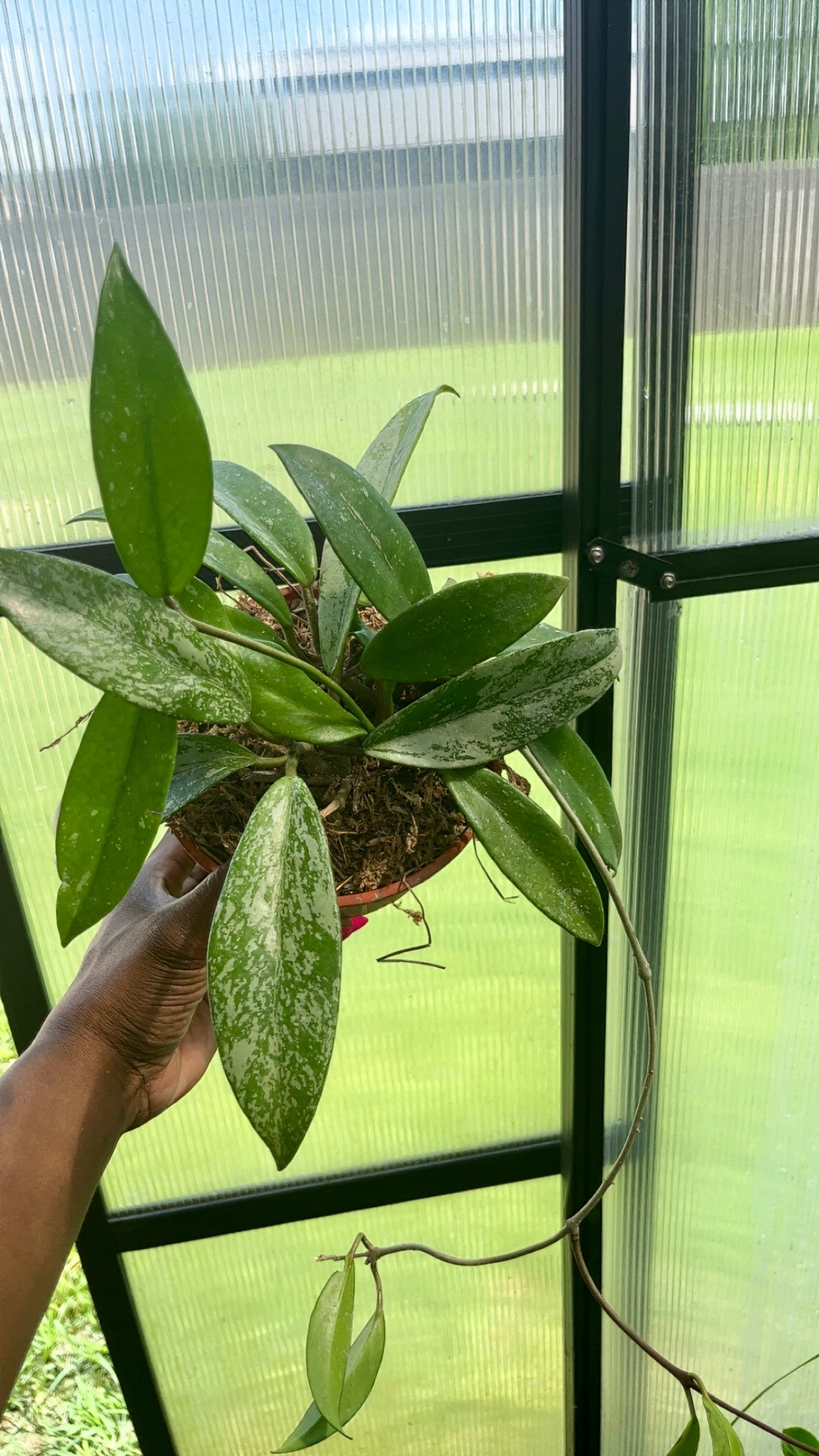 Hoya Splash 6 inch pot