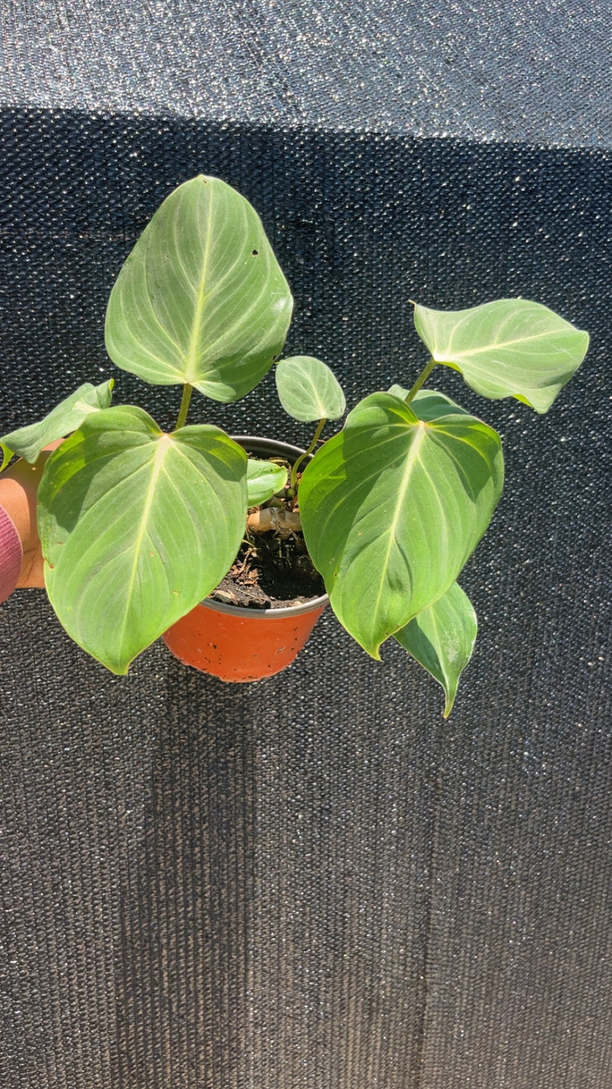 Philodendron Gloriosum