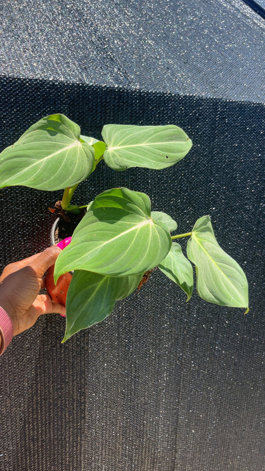 Philodendron Gloriosum
