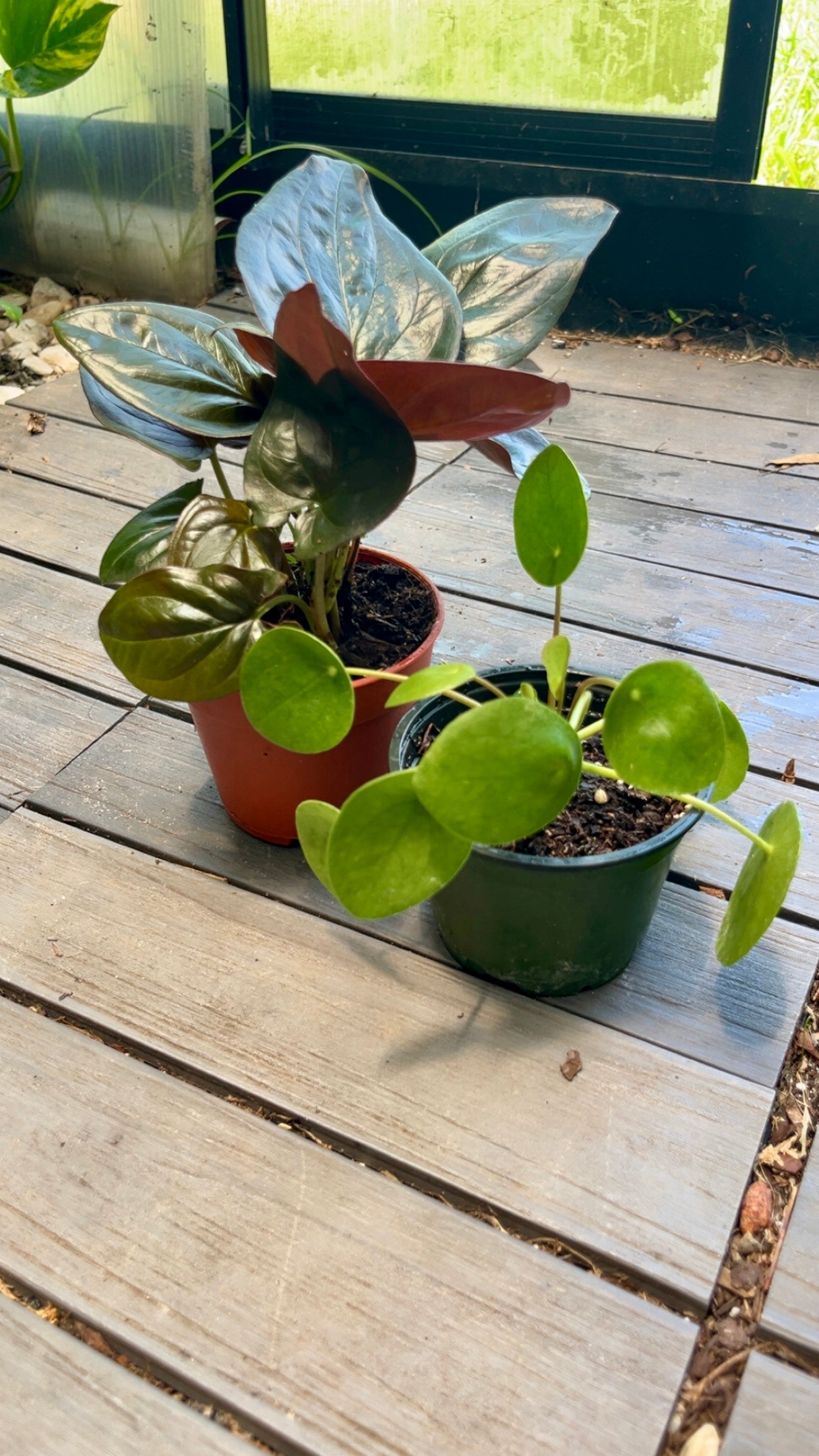 Syngonium and Pilea Pep. Bundle