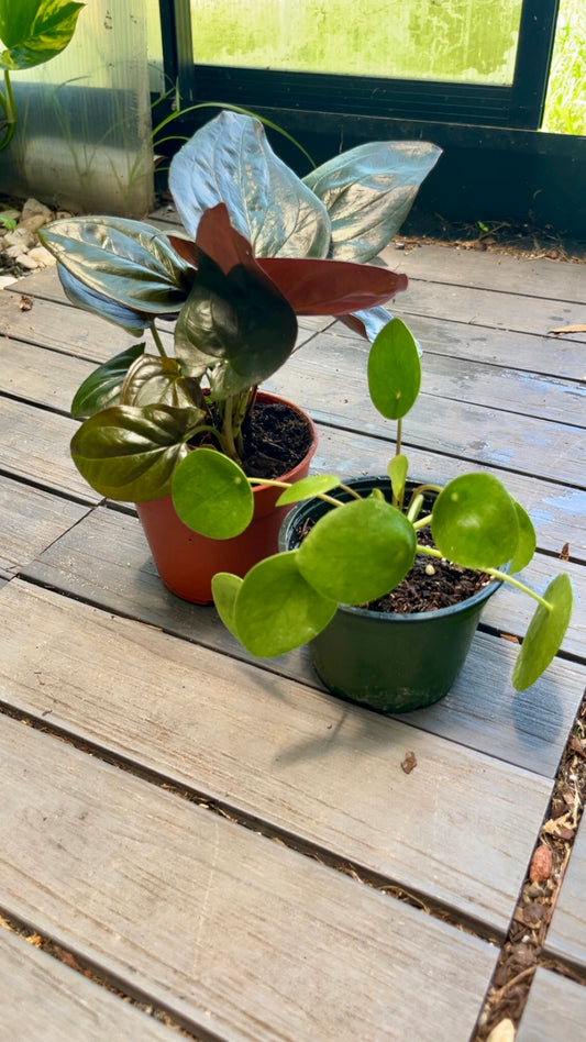 Syngonium and Pilea Pep. Bundle