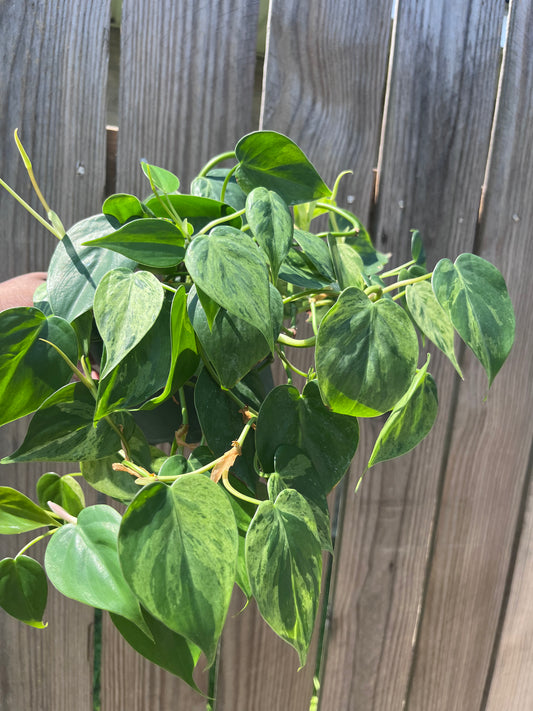 Variegated Cordatum Heart