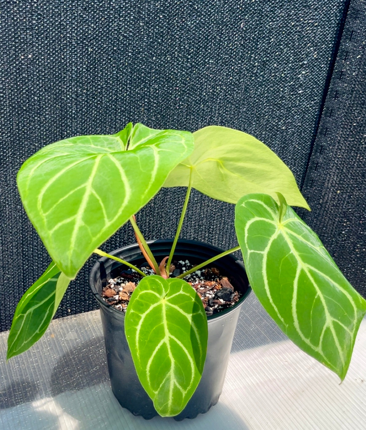 Anthurium Magnificum Large 10 inch pot