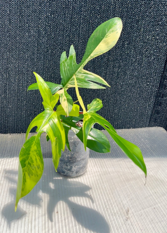 Philodendron Florida Beauty Variegated