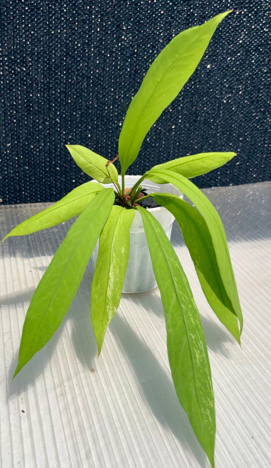 Anthurium Pendulifolium (slight variegation)