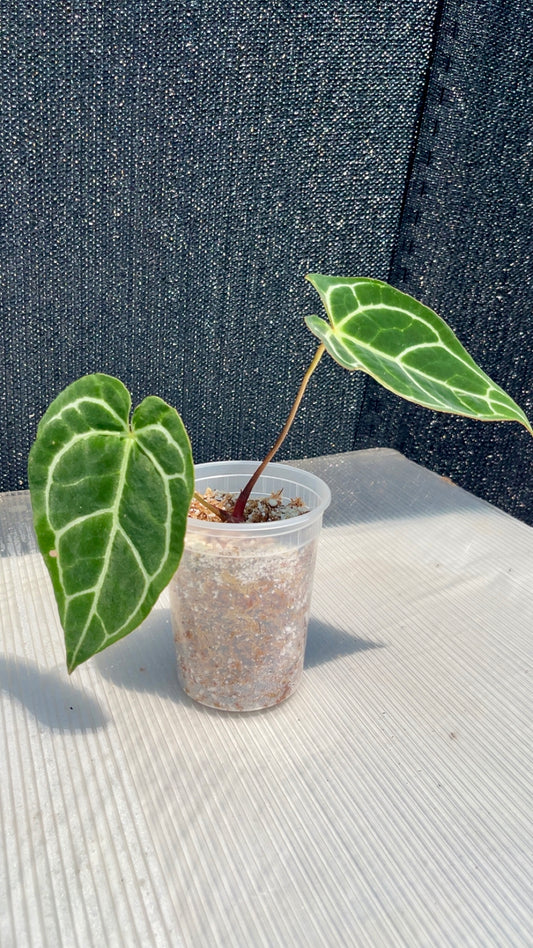 Anthurium Crystallinum Red Stem