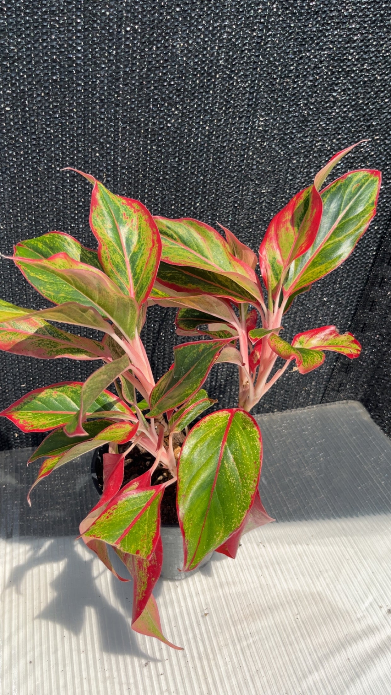 Aglaonema Mischa