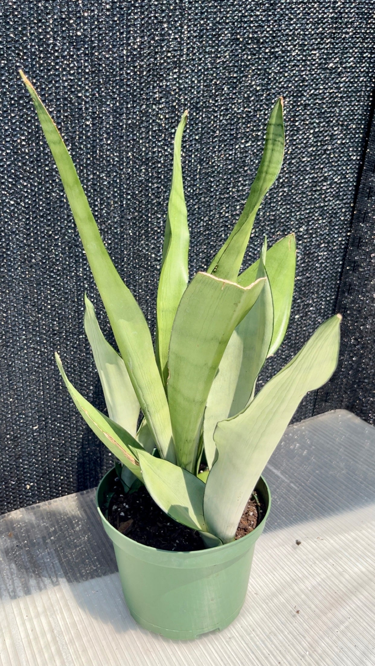 Moonshine Snake Plant