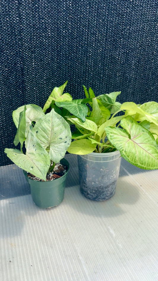Syngonium Green, Syngonium Kiwi, and Pothos